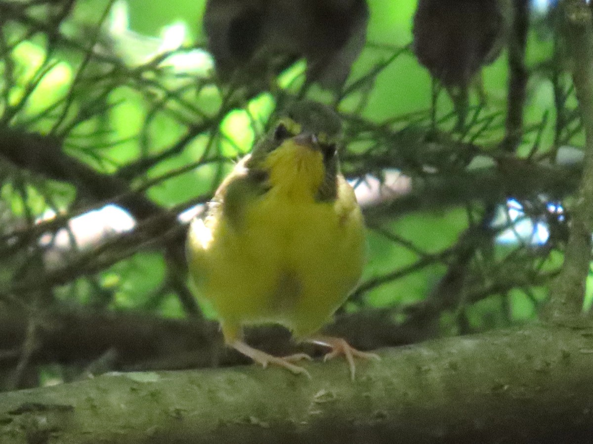 Kentucky Warbler - ML640116488
