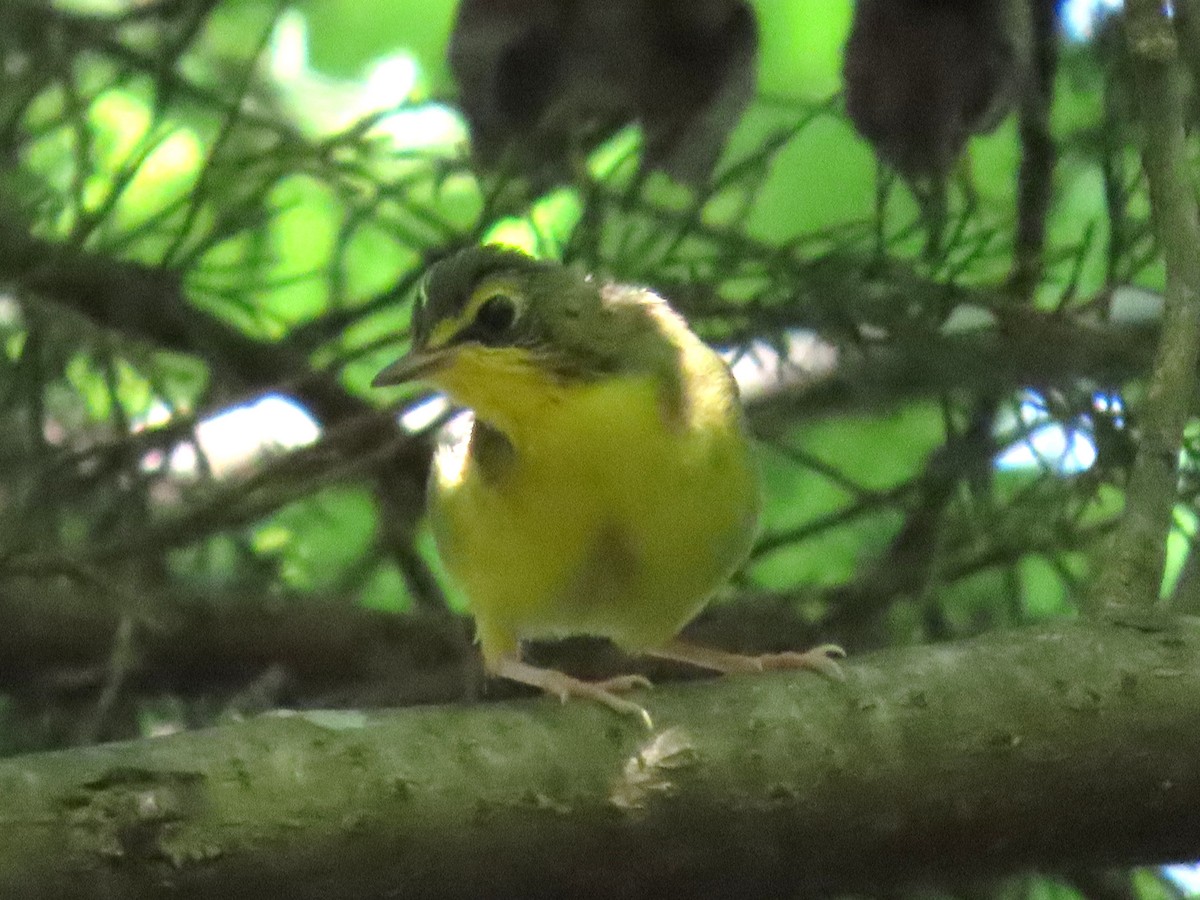 Kentucky Warbler - ML640116489