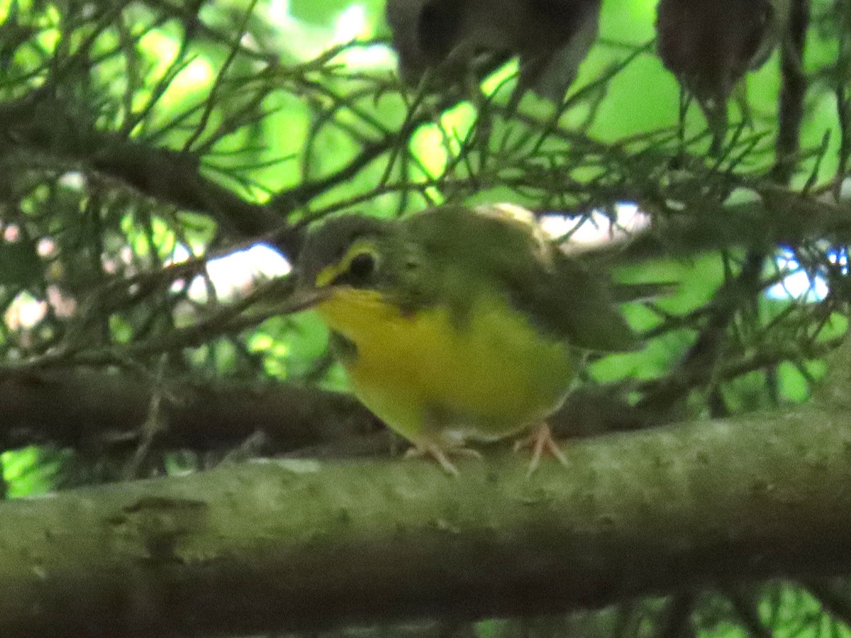 Kentucky Warbler - ML640116490