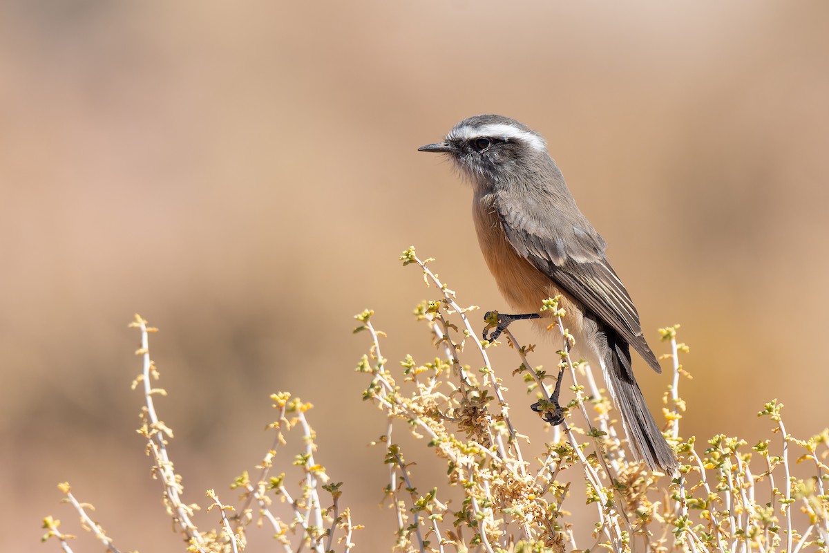 d'Orbigny's Chat-Tyrant - ML640116542