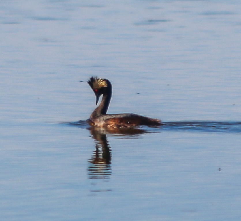 Eared Grebe - ML640116561