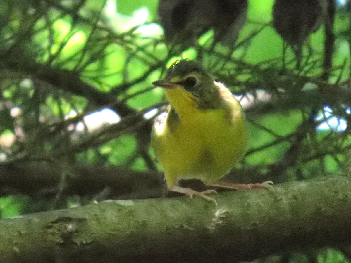 Kentucky Warbler - ML640116580