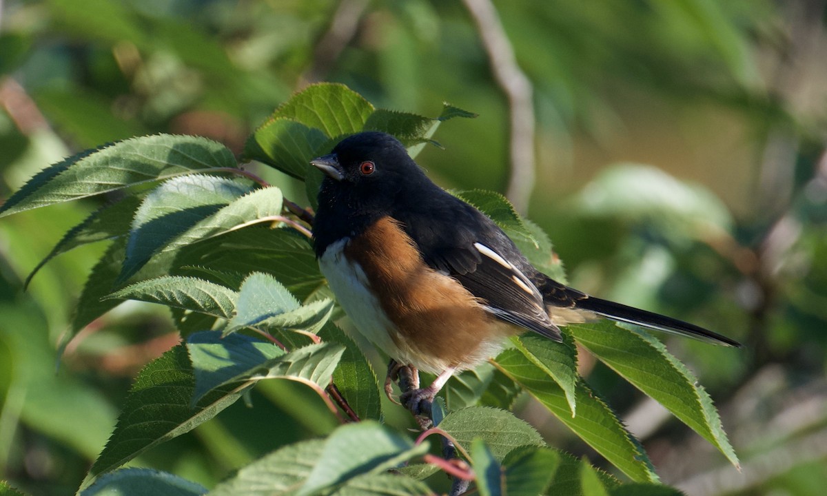 Eastern Towhee (Red-eyed) - ML640116636