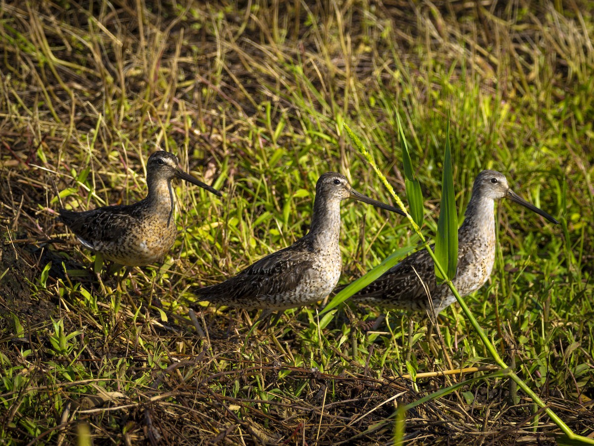 Short-billed Dowitcher - ML640116637