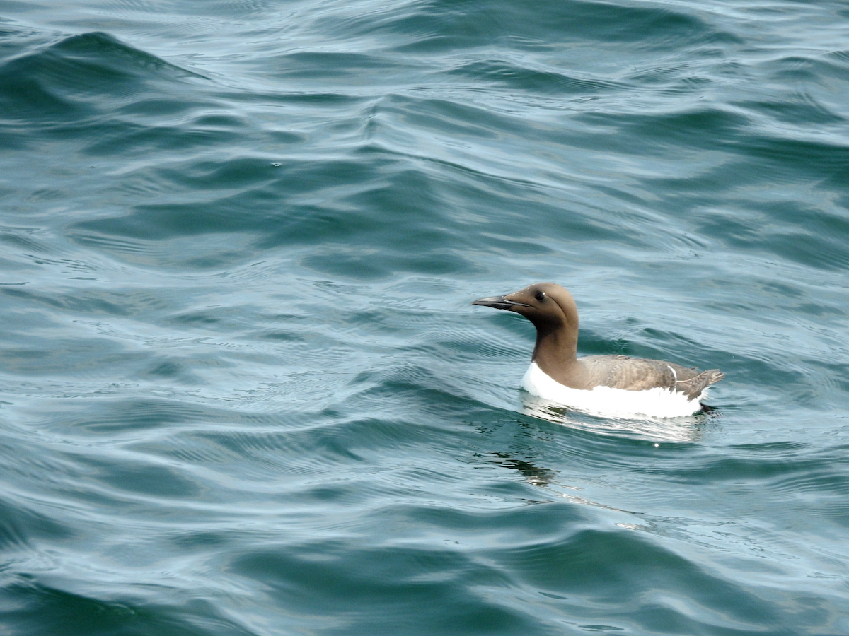 Common Murre - ML640116639