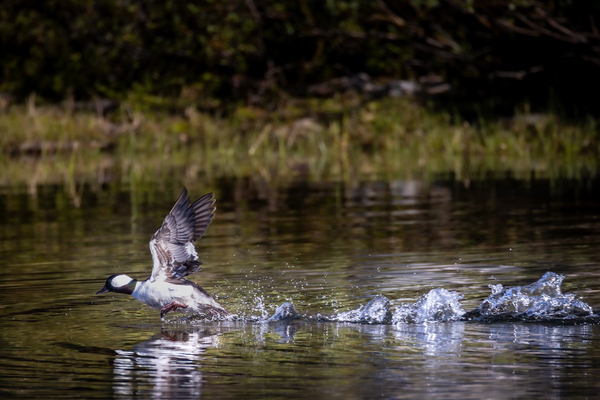 Bufflehead - ML640116642