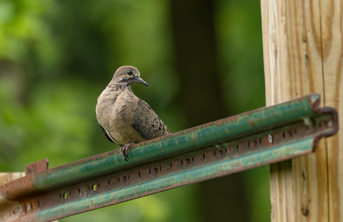 Mourning Dove - ML640116655