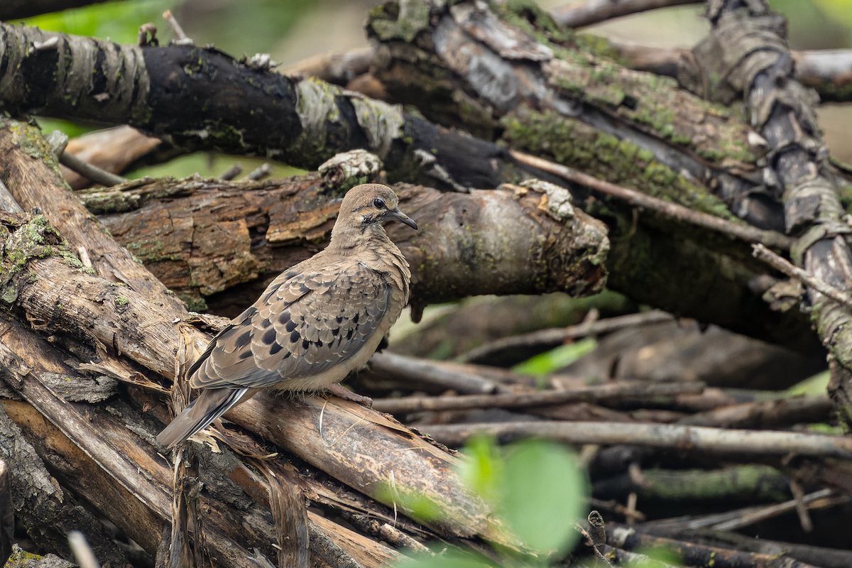 Mourning Dove - ML640116656