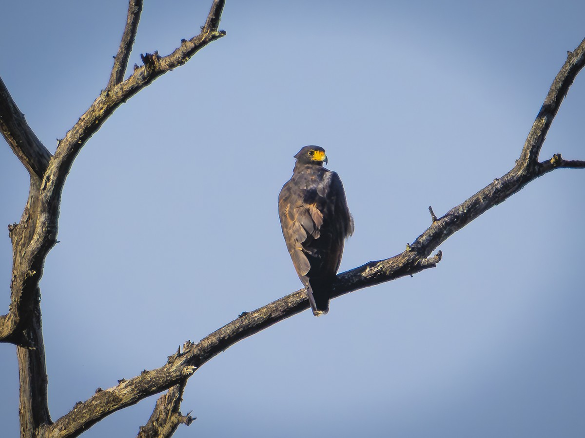 Common Black Hawk - ML640116658