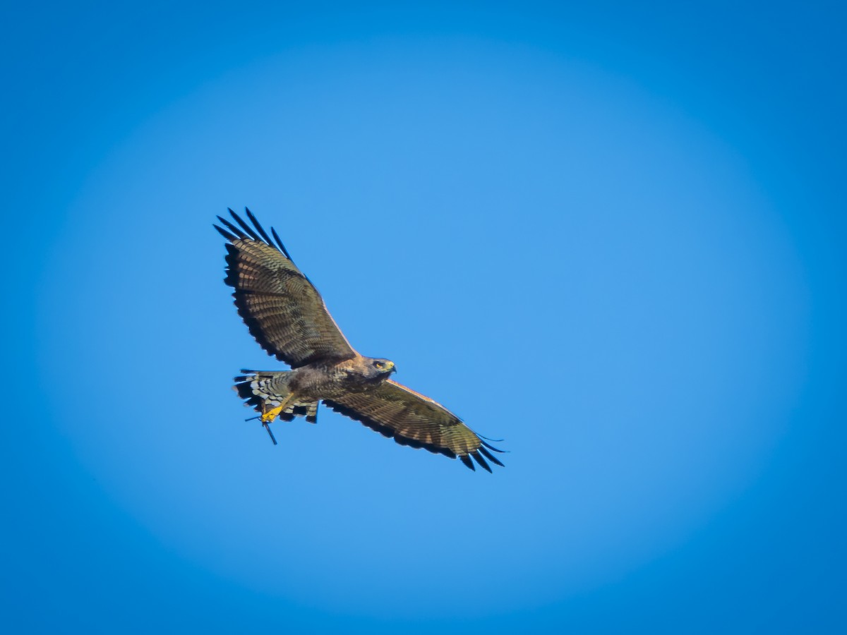 Savanna Hawk - ML640116682