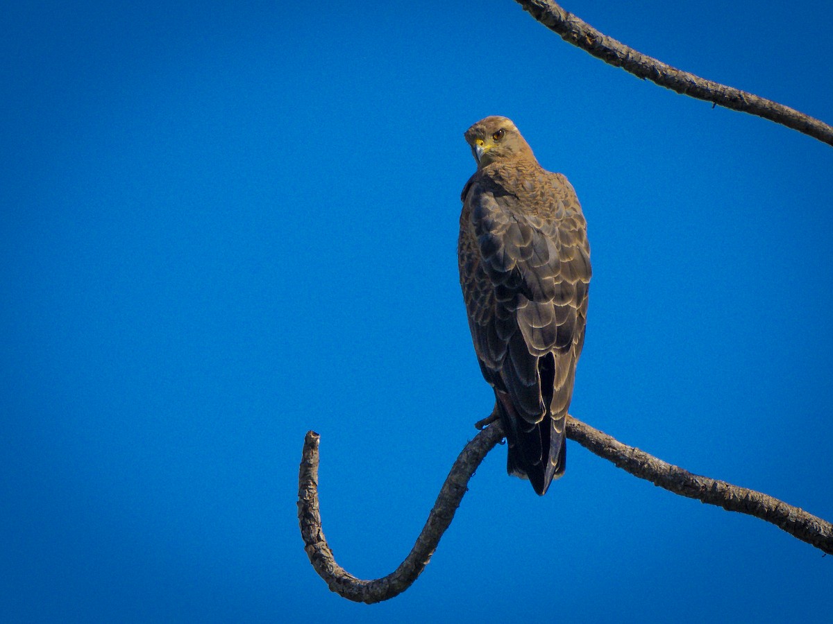 Savanna Hawk - ML640116683