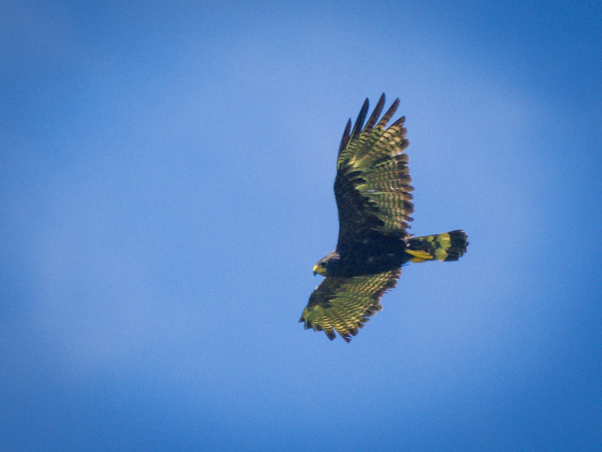 Zone-tailed Hawk - ML640116709