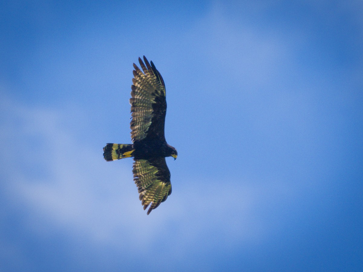 Zone-tailed Hawk - ML640116710