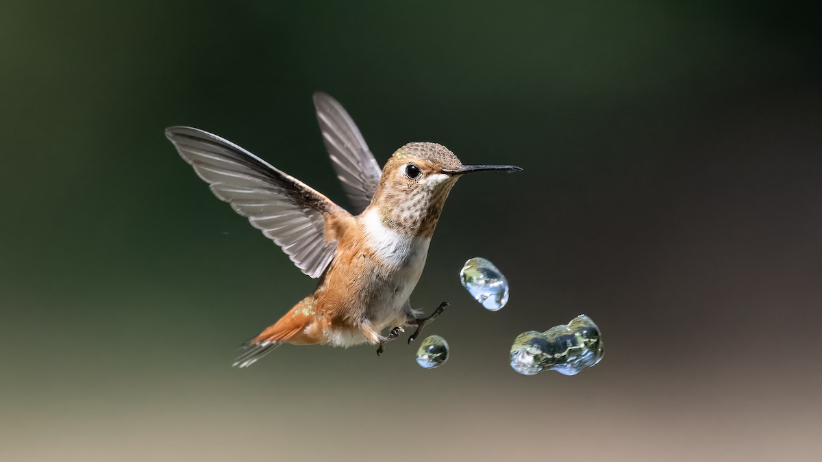 Allen's Hummingbird - ML640116716