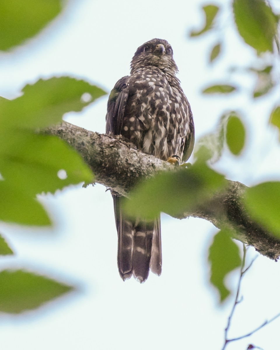 Belatz txikia - ML640116798