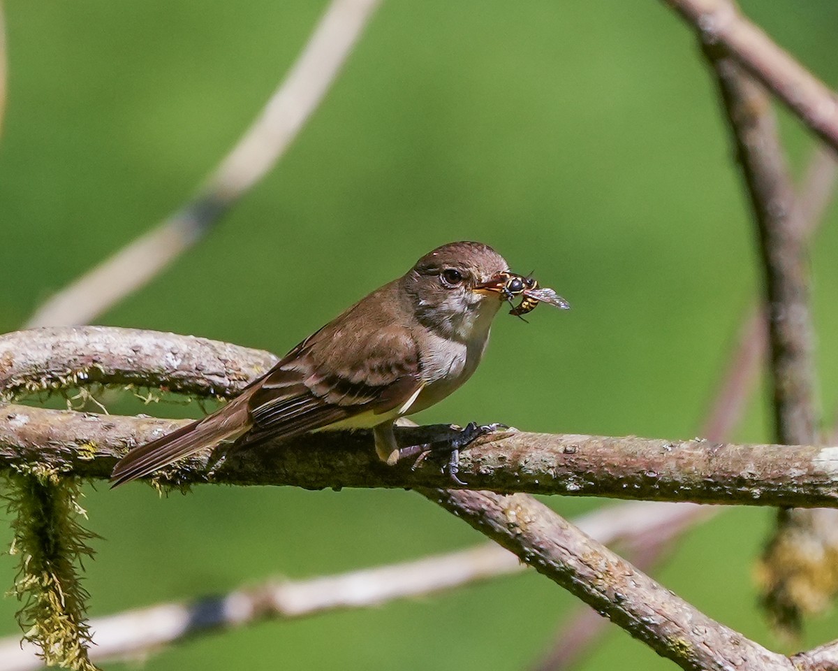 Willow Flycatcher - ML640116840