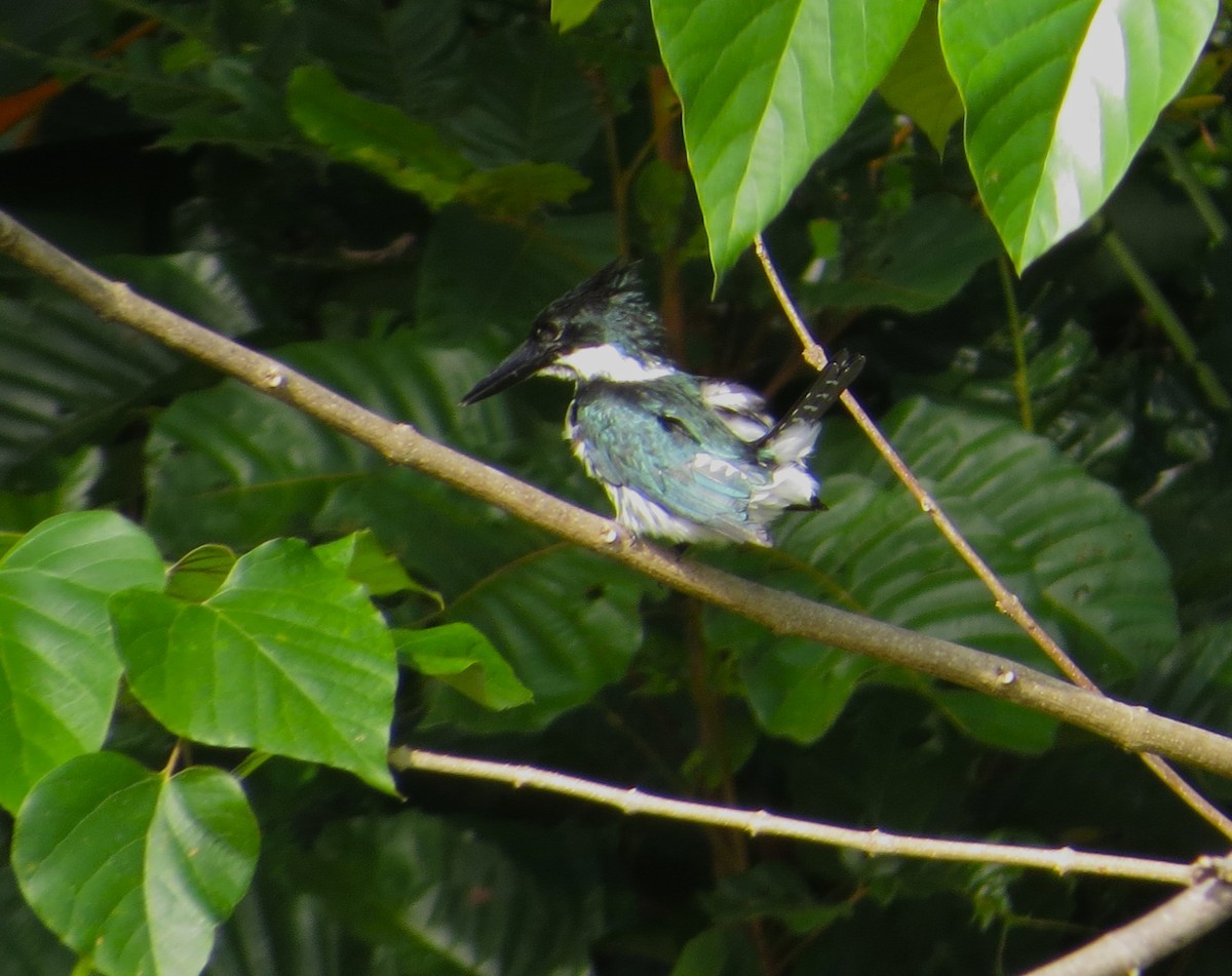 Amazon Kingfisher - ML640116864