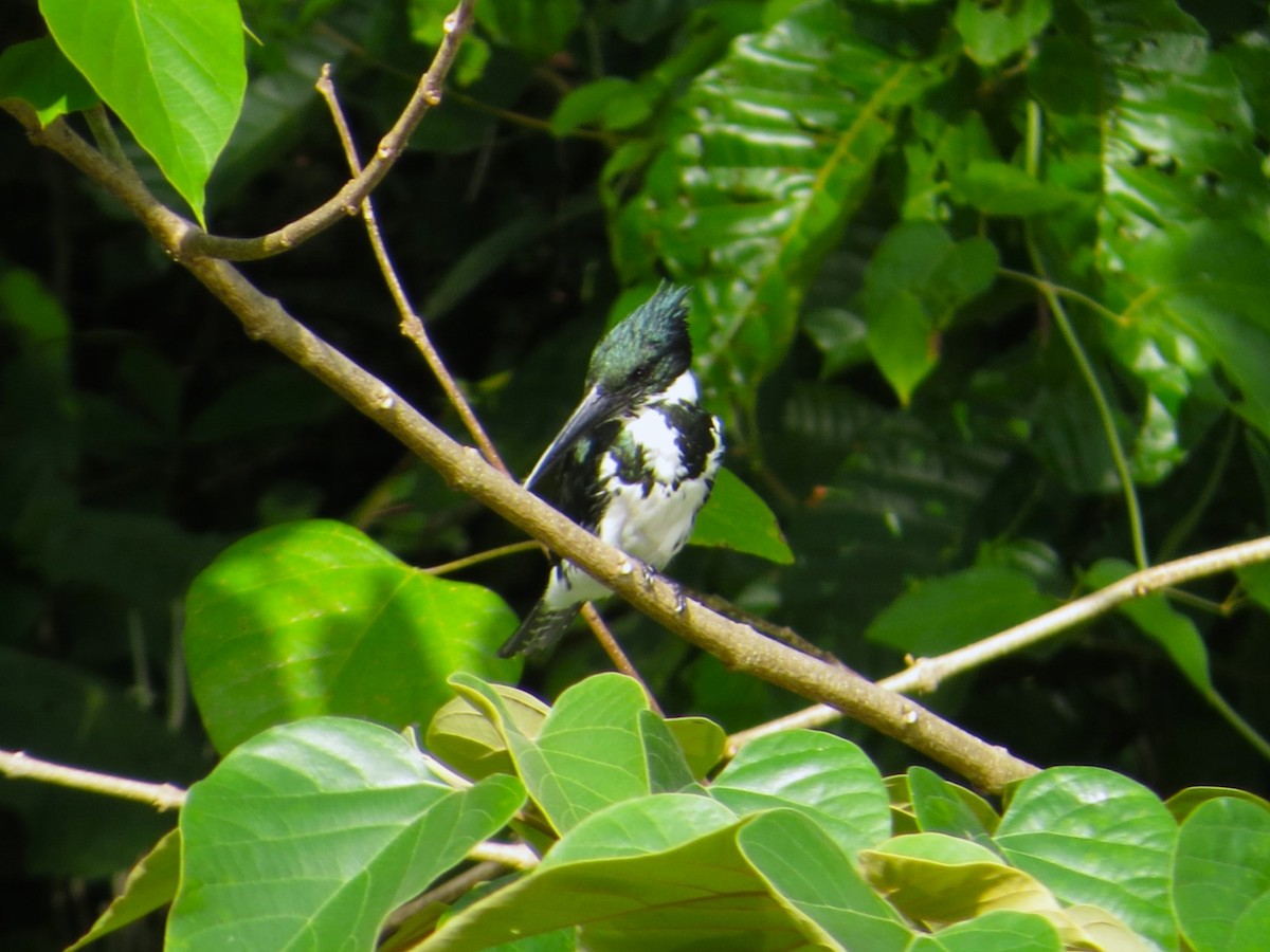 Amazon Kingfisher - ML640116865