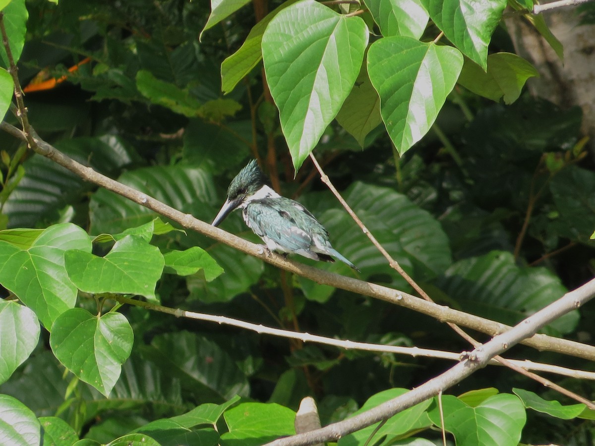 Amazon Kingfisher - ML640116866