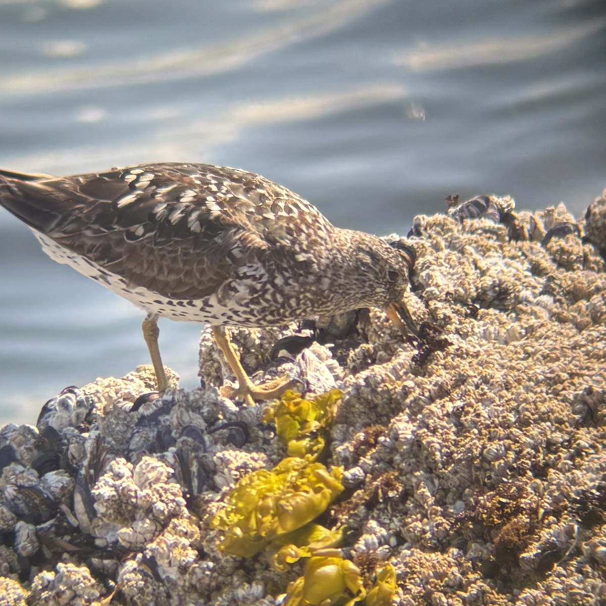 Surfbird - ML640116888