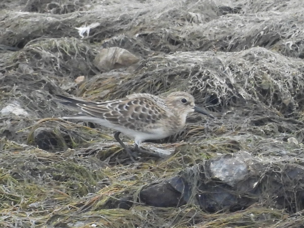 Baird's Sandpiper - ML640116986