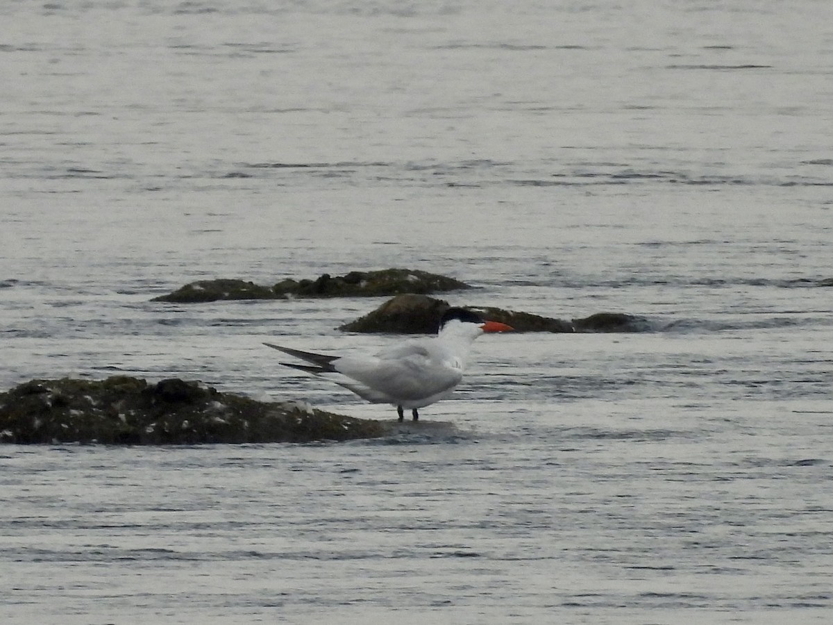 Caspian Tern - ML640117040