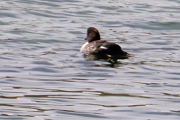 Barrow's Goldeneye - ML640117048