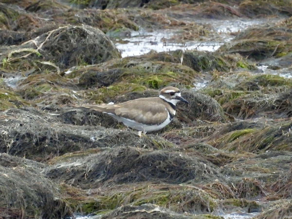 Killdeer - ML640117058