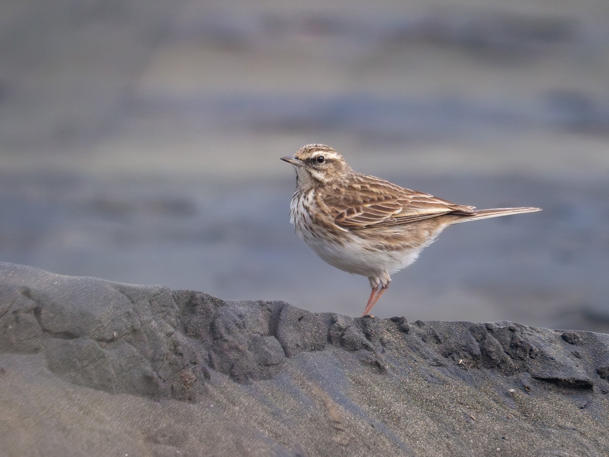 New Zealand Pipit - ML640117093