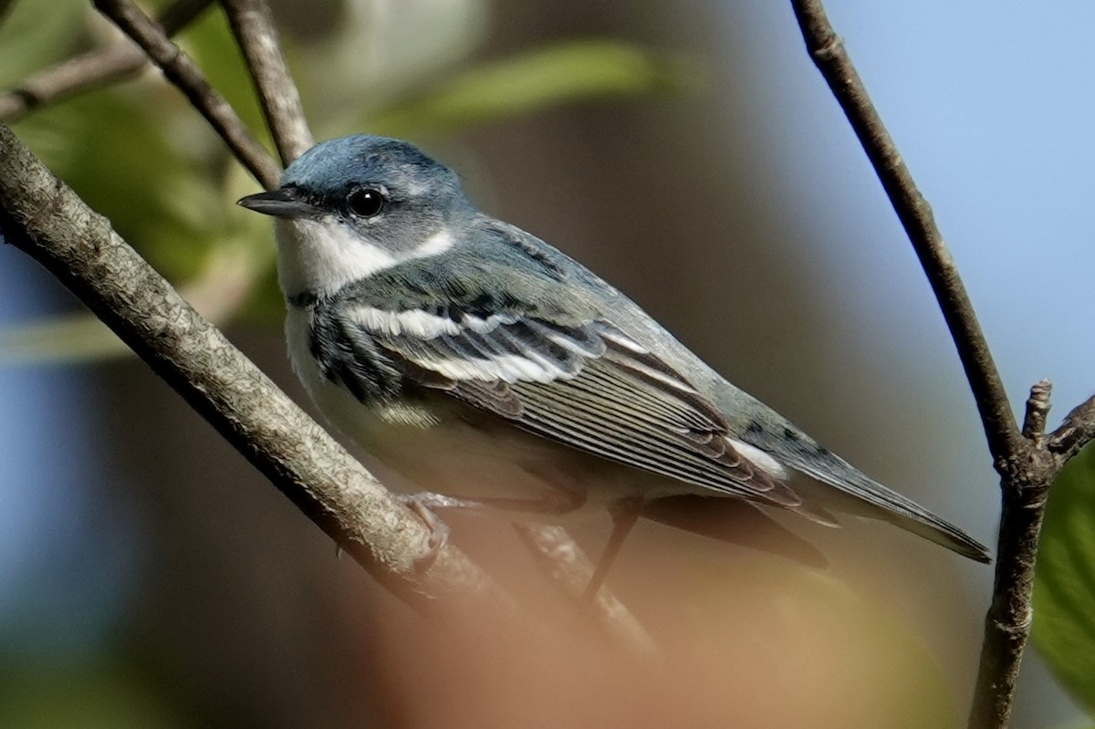 Cerulean Warbler - ML640117096