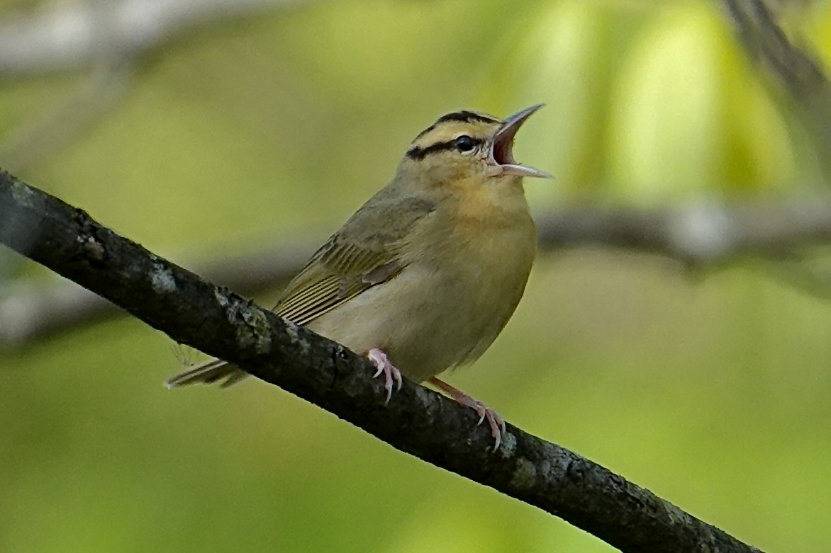Worm-eating Warbler - ML640117113