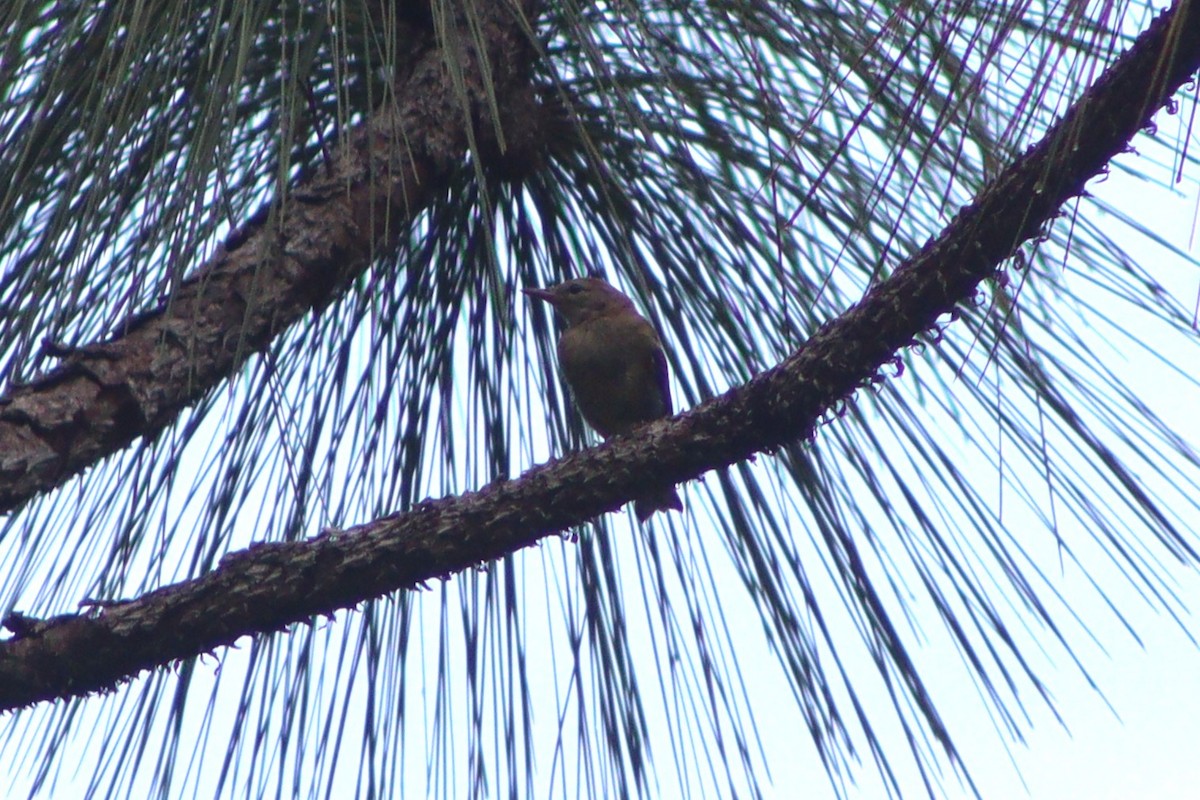 Brown-headed Nuthatch - ML640117205
