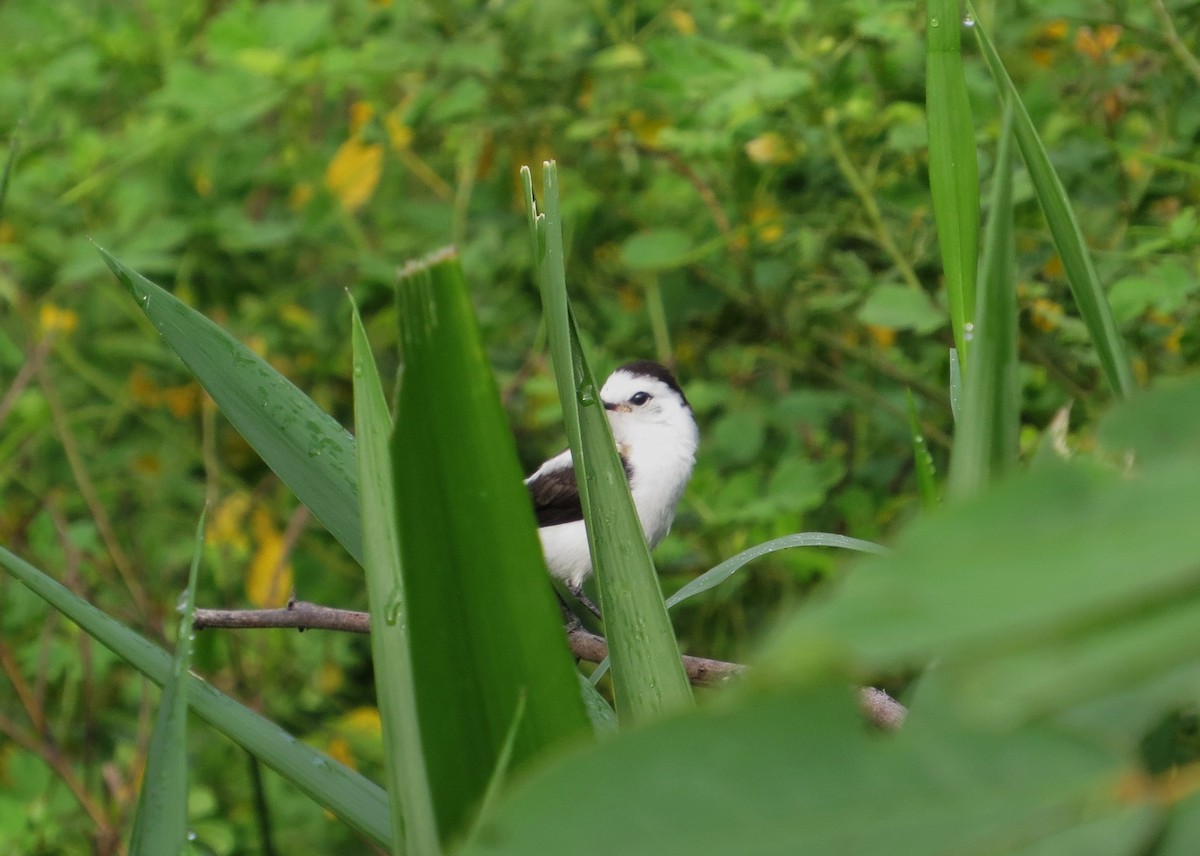 Pied Water-Tyrant - ML640117229
