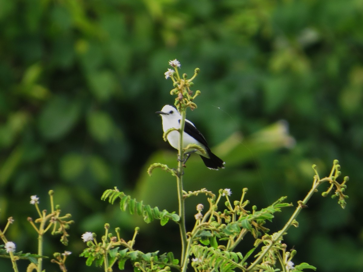 Pied Water-Tyrant - ML640117230