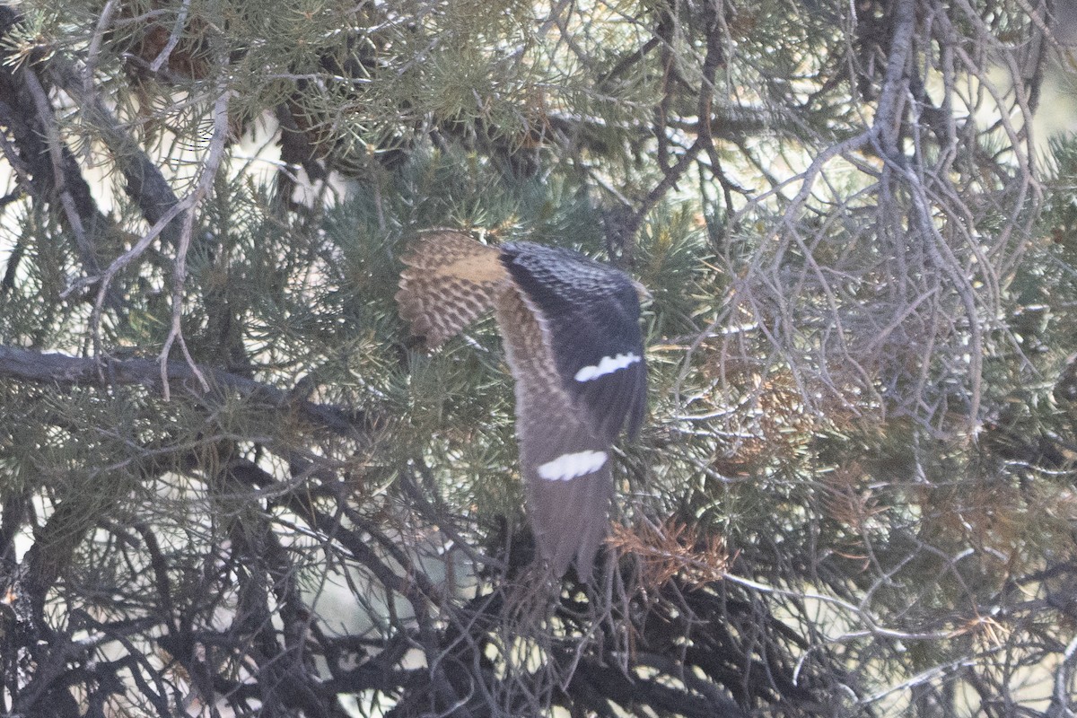 Common Nighthawk - ML640117396