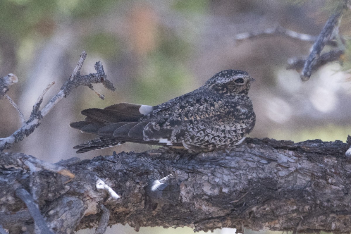 Common Nighthawk - ML640117397