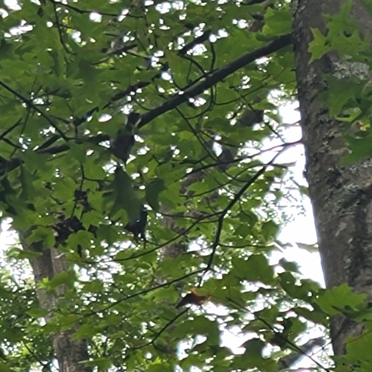 Blue-gray Gnatcatcher - ML640117520