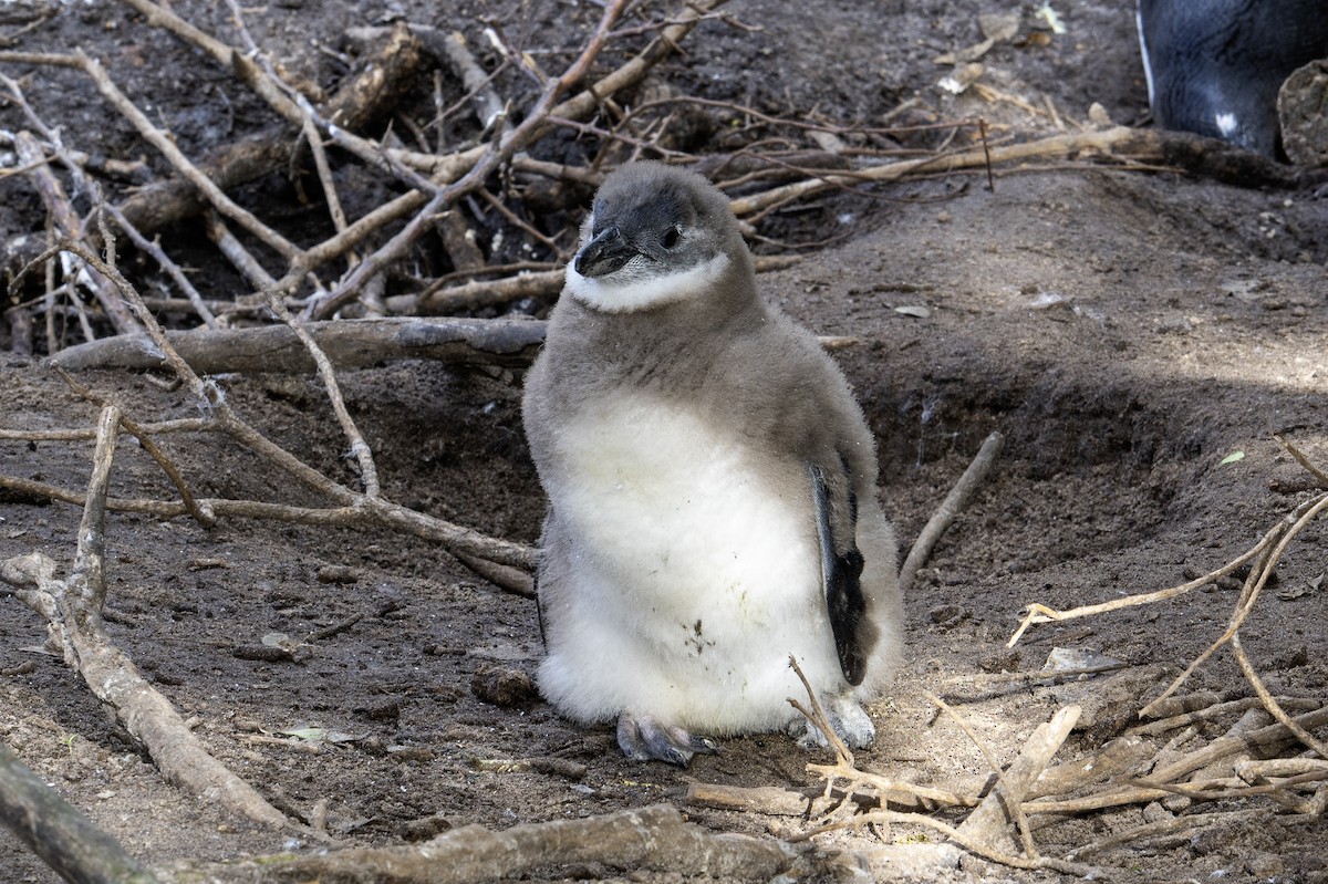 African Penguin - ML640117532