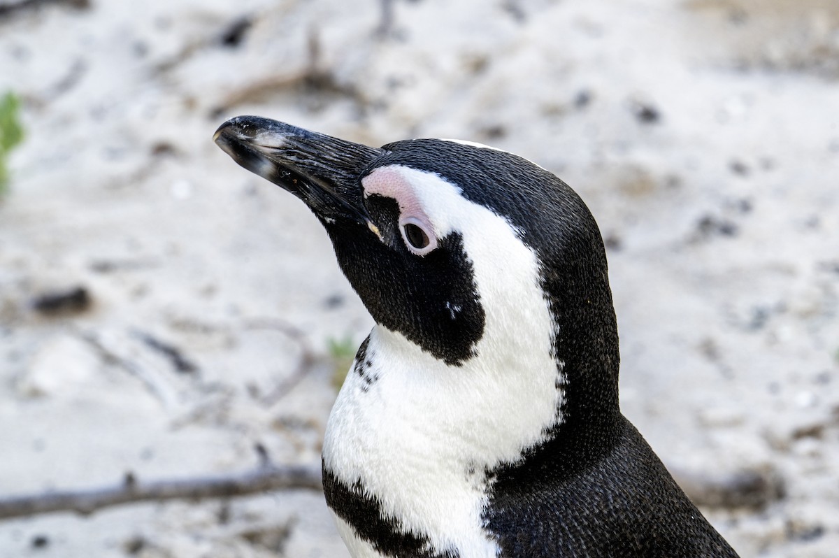 African Penguin - ML640117533