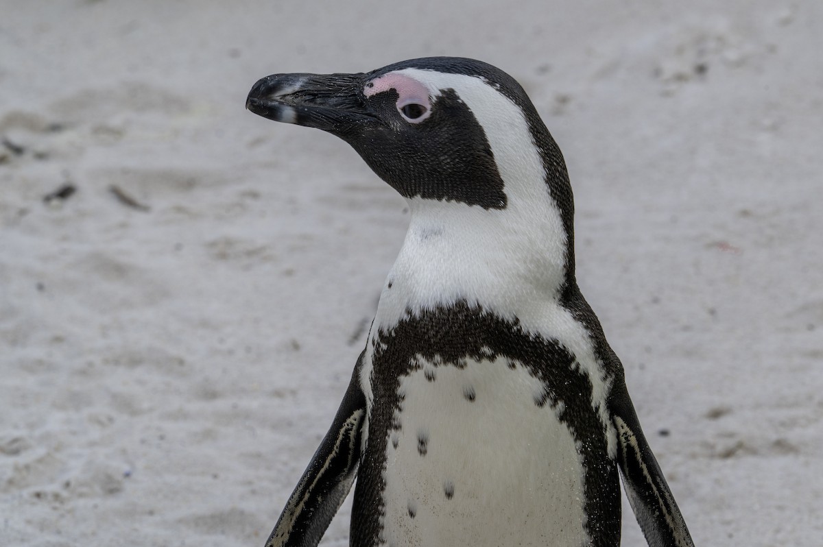 African Penguin - ML640117534