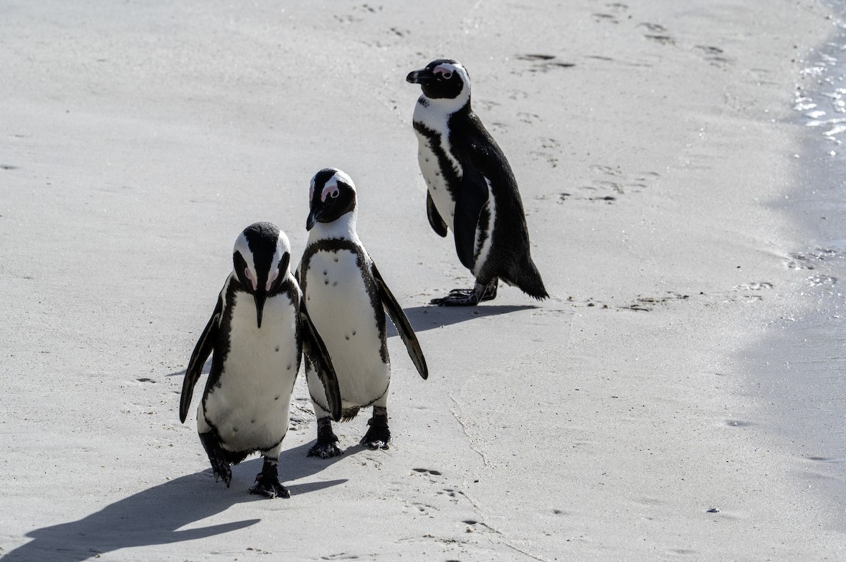 African Penguin - ML640117535