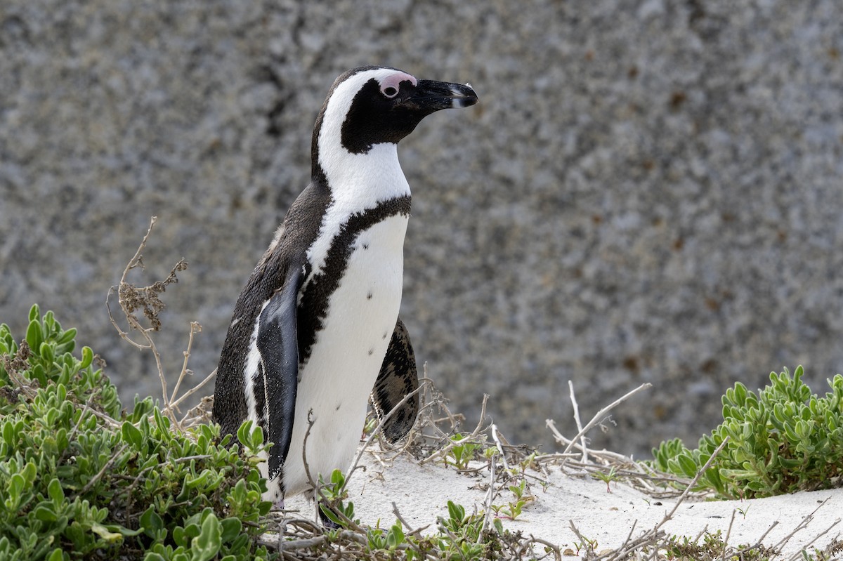 African Penguin - ML640117536