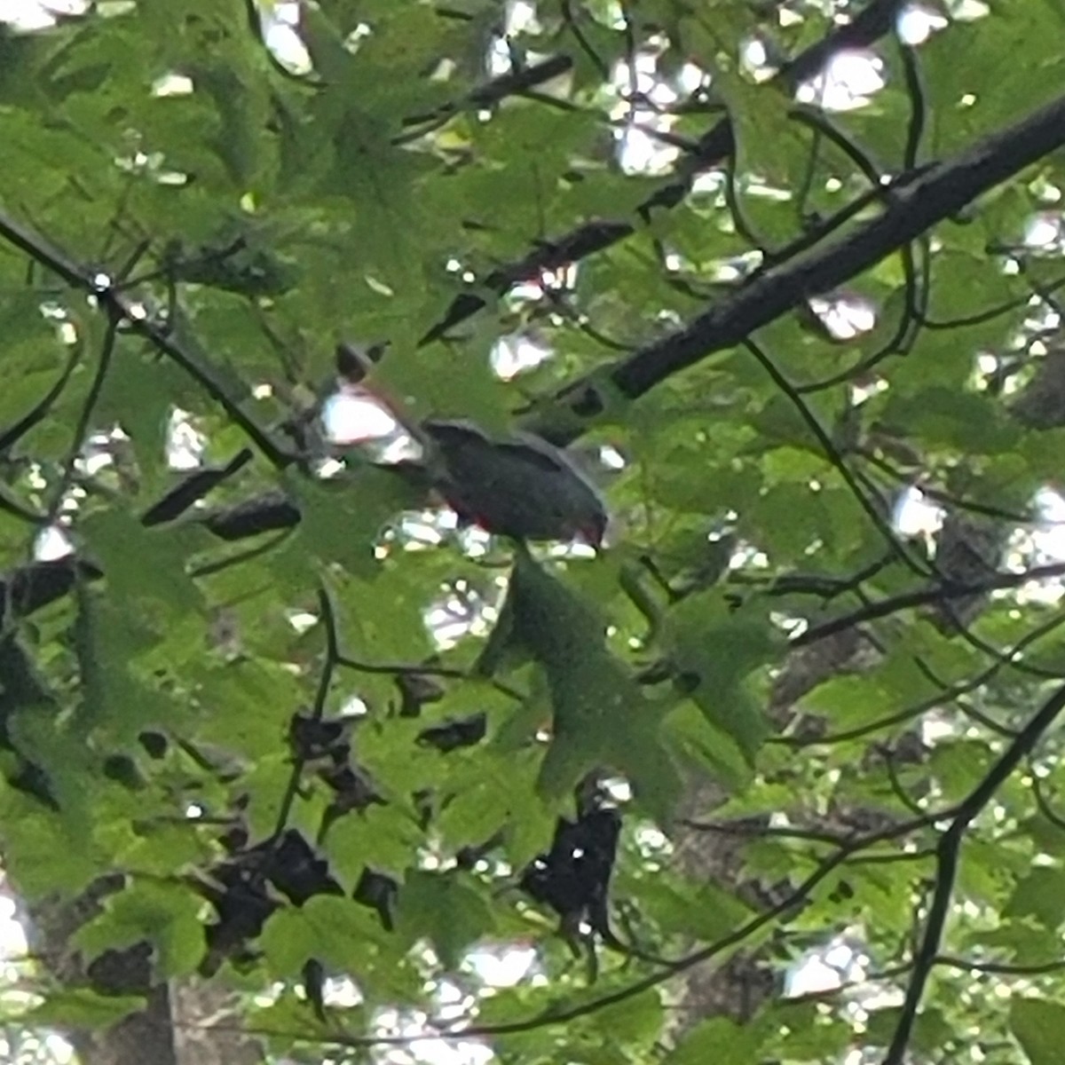 Blue-gray Gnatcatcher - ML640117538
