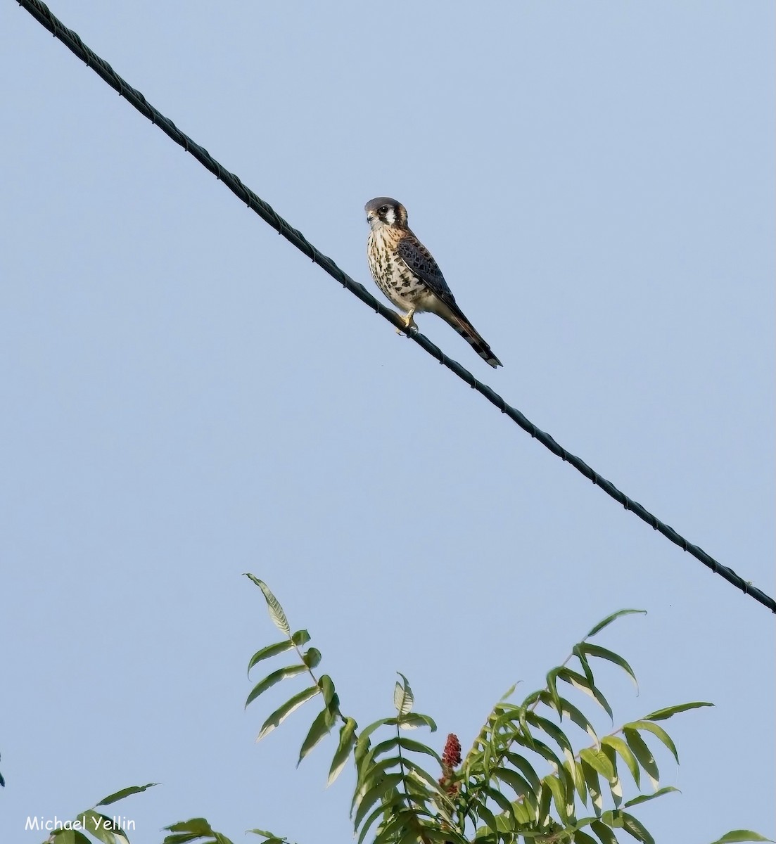 American Kestrel - ML640117592