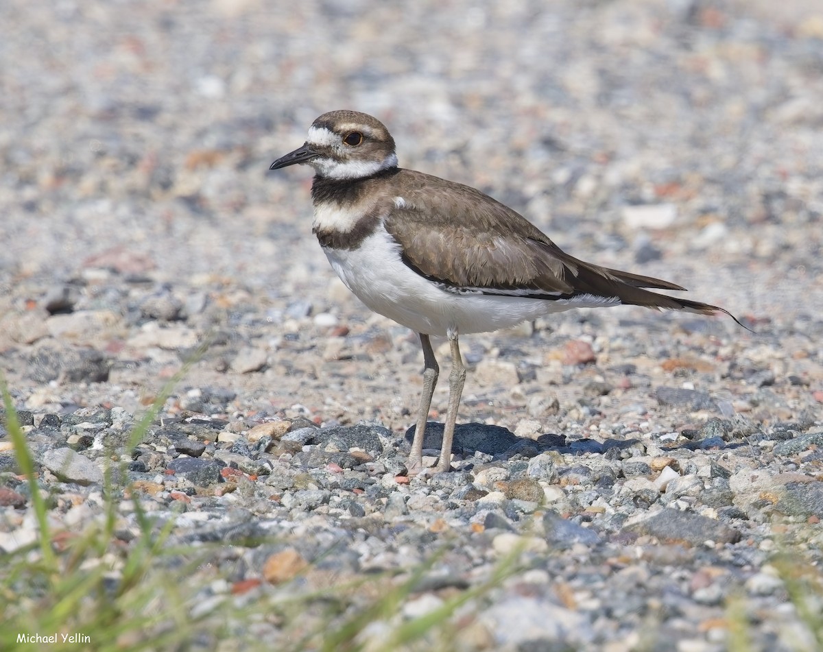 Killdeer - ML640117601