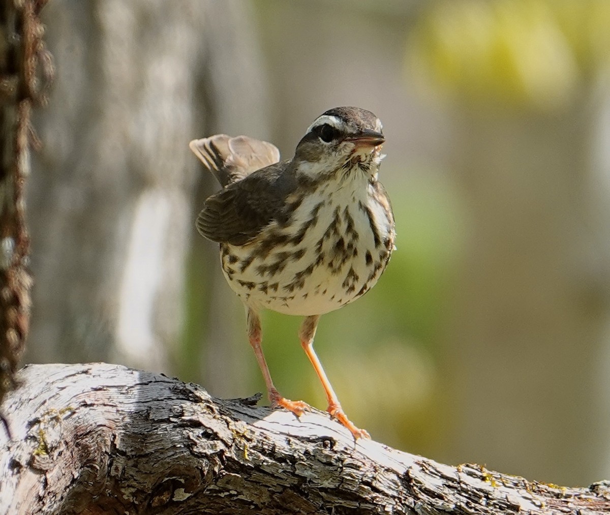 Louisiana Waterthrush - ML640117607