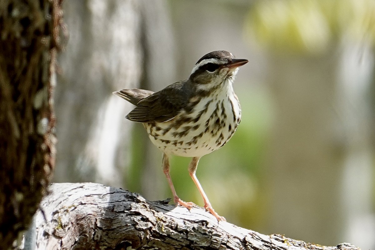 Louisiana Waterthrush - ML640117608