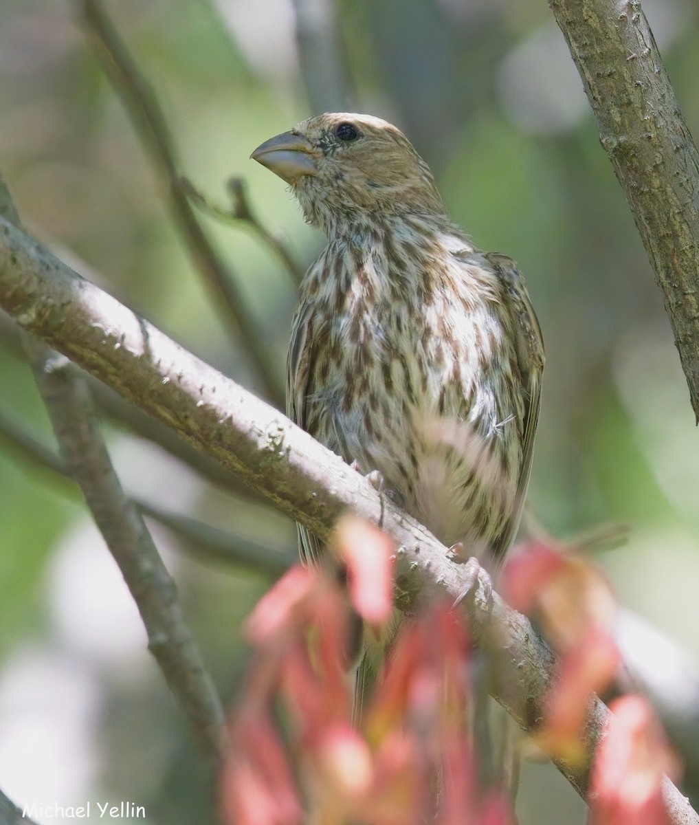 House Finch - ML640117638