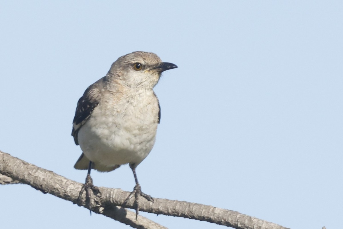 Kuzeyli Taklitçi - ML640117691