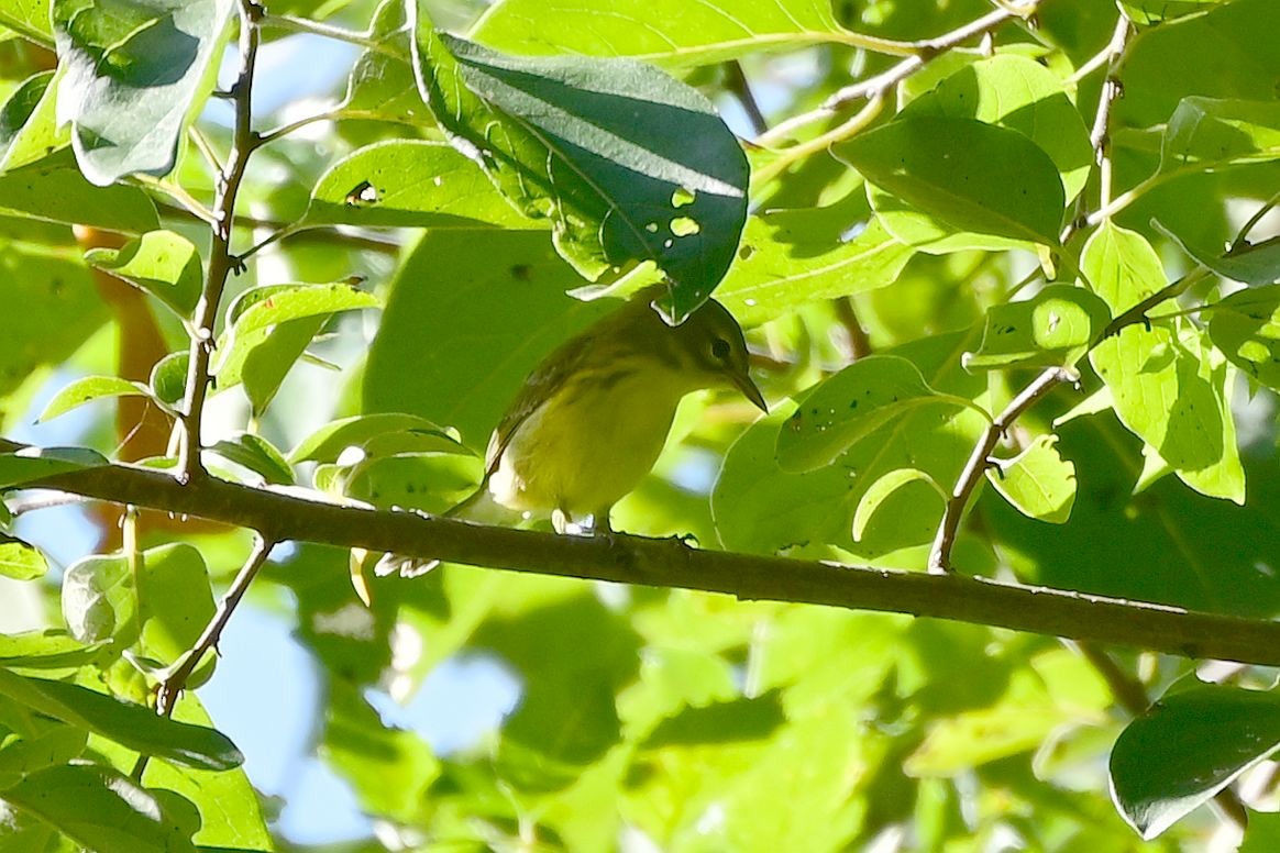 lesňáček pokřovní - ML640117908